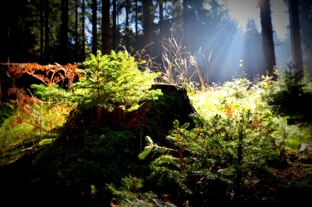 Am Waldboden