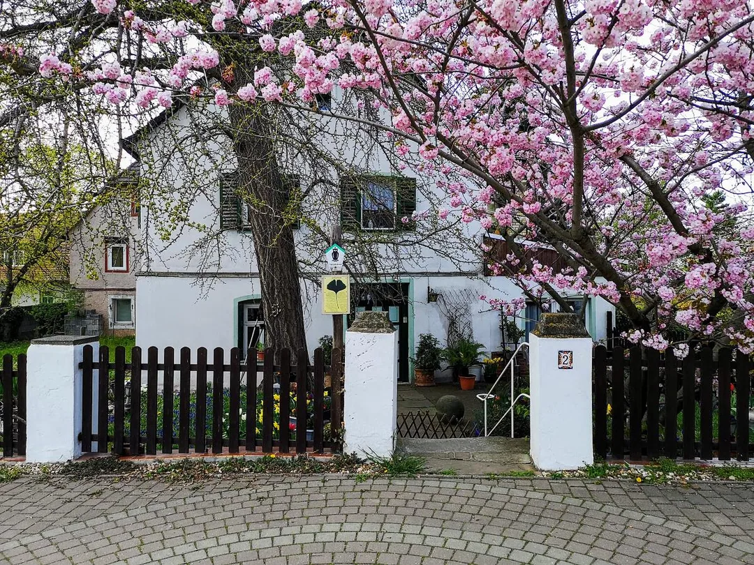 Bad Dürrenberg - Naturdenkmal Ginkgobaum in der Fährstraße