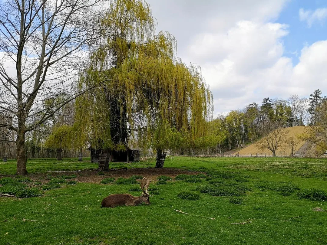 Bad Dürrenberg - Das Wildgehege mit Damwild