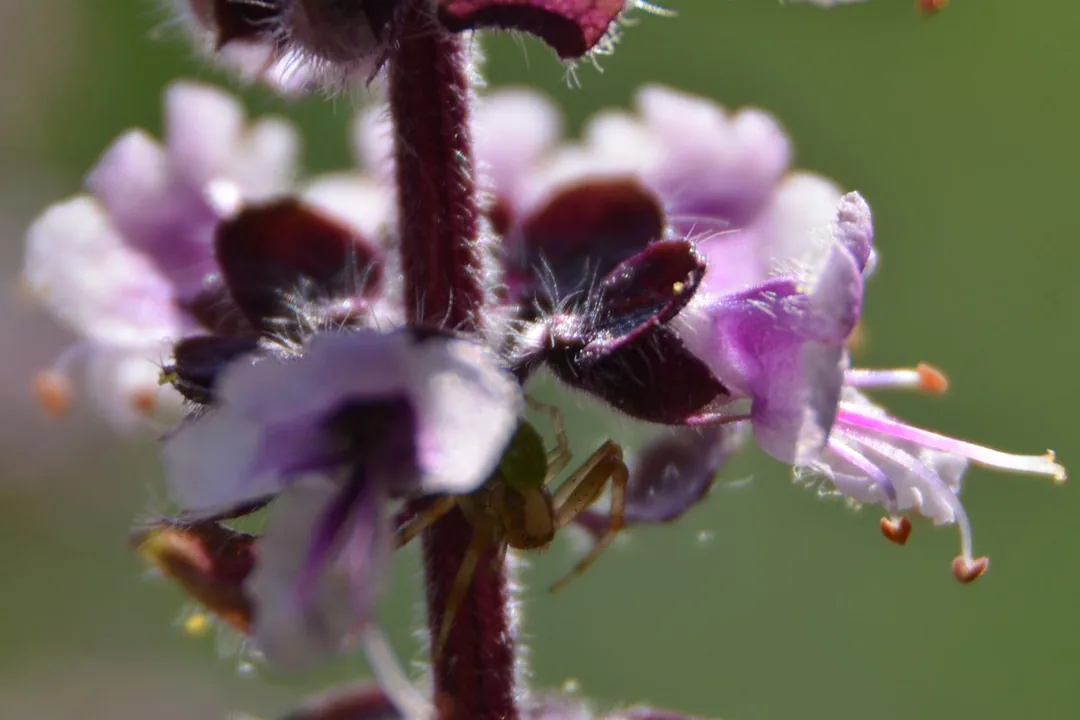 Zwischenring Makro: Blüte
