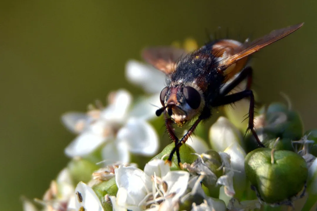 Zwischenring Makro: Fliege im Portrait