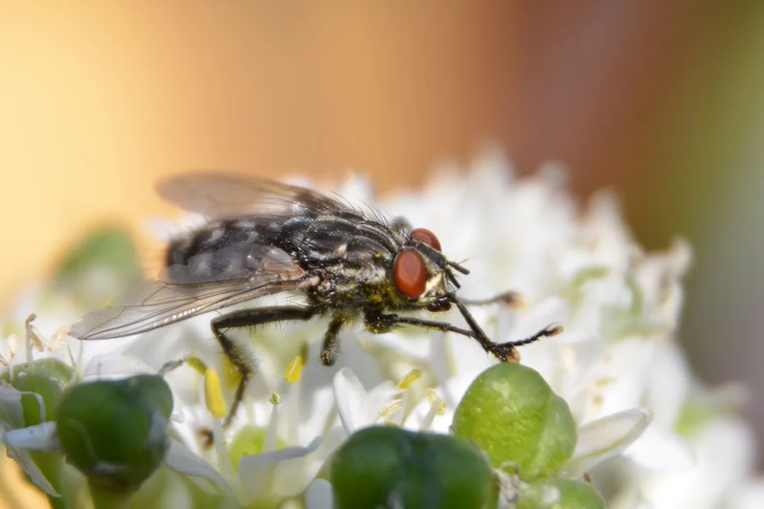 Zwischenring Makro: Fliege auf einer Blüte