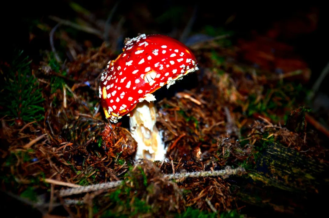 Fliegenpilz