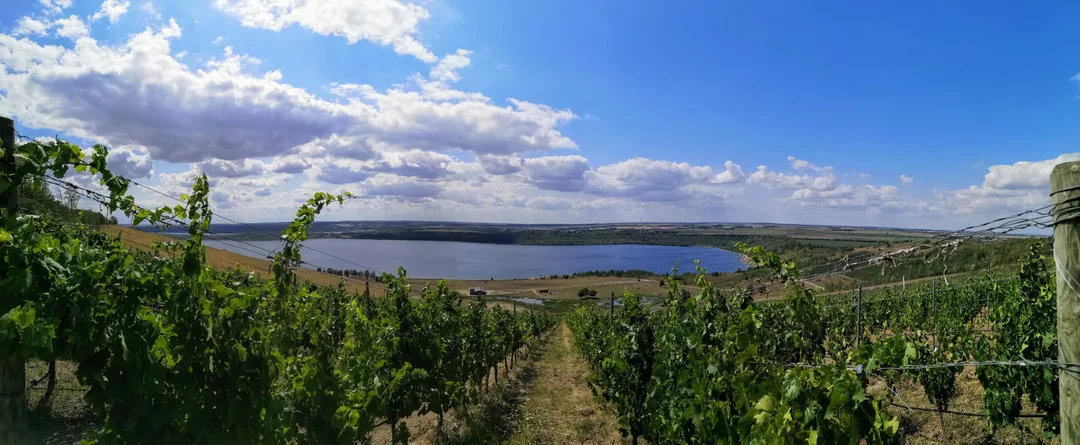 Geiseltalsee: Weinberg und Aussichtsturm Klobikauer Höhe