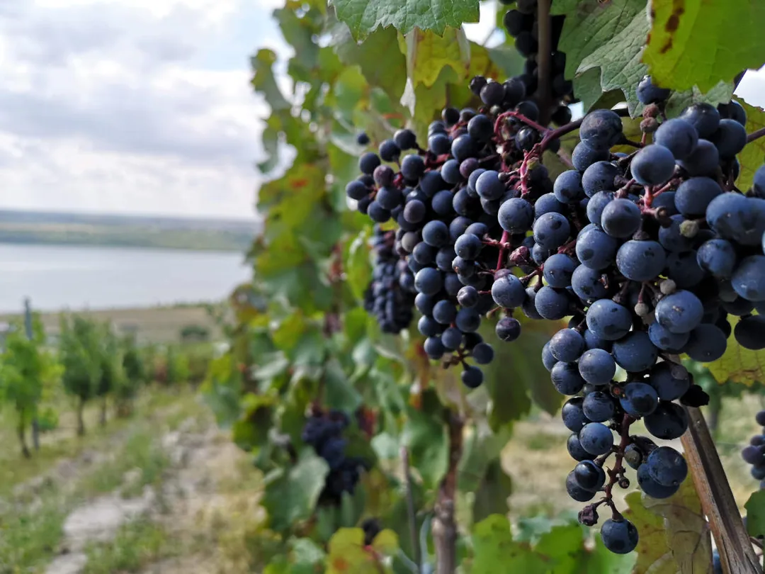 Geiseltalsee: Weinreben auf dem Weinberg
