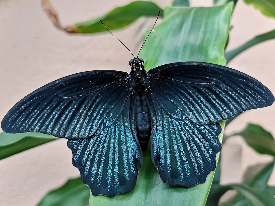 Great Mormon Schmetterling im Schmetterlingshaus