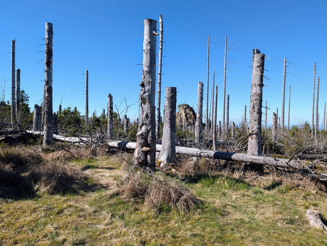 Toter Fichtenwald im Harz nach Borkenkäfer-Befall, kahle Baumstämme und Totholz am Wegesrand