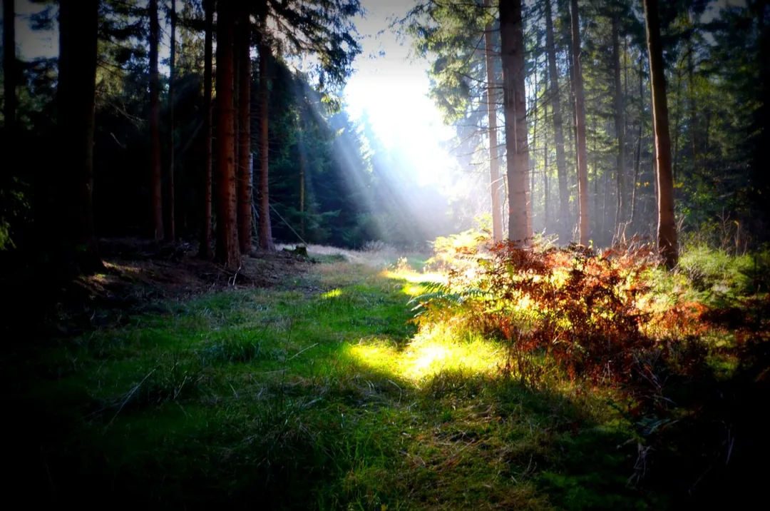 Sonnenschein an einem Herbsttag im Wald