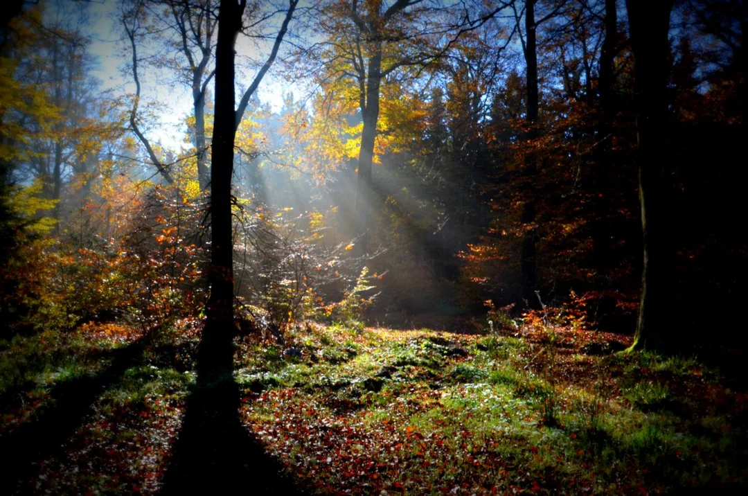 Herbstwald bei Friedrichsbrunn an der Südwestflanke der Viktorshöhe