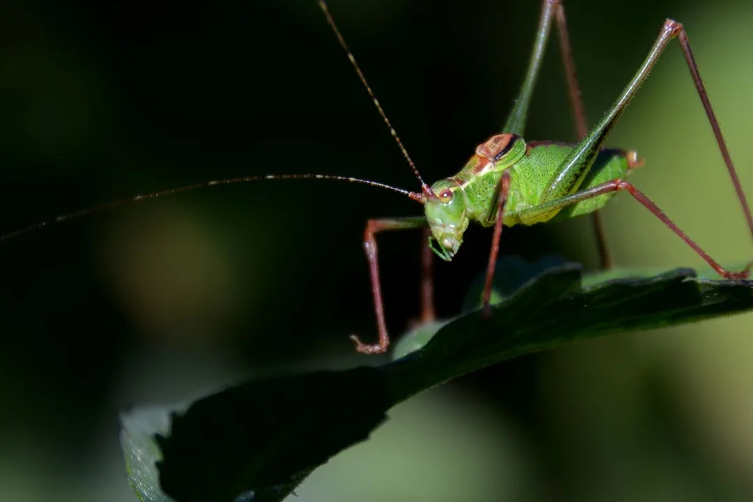 Heupferdchen mit Zwischenringen aufgenommen