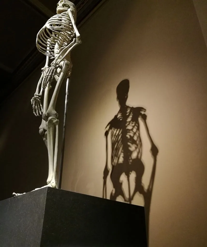 Menschliches Skelett im Naturkundemuseum Berlin