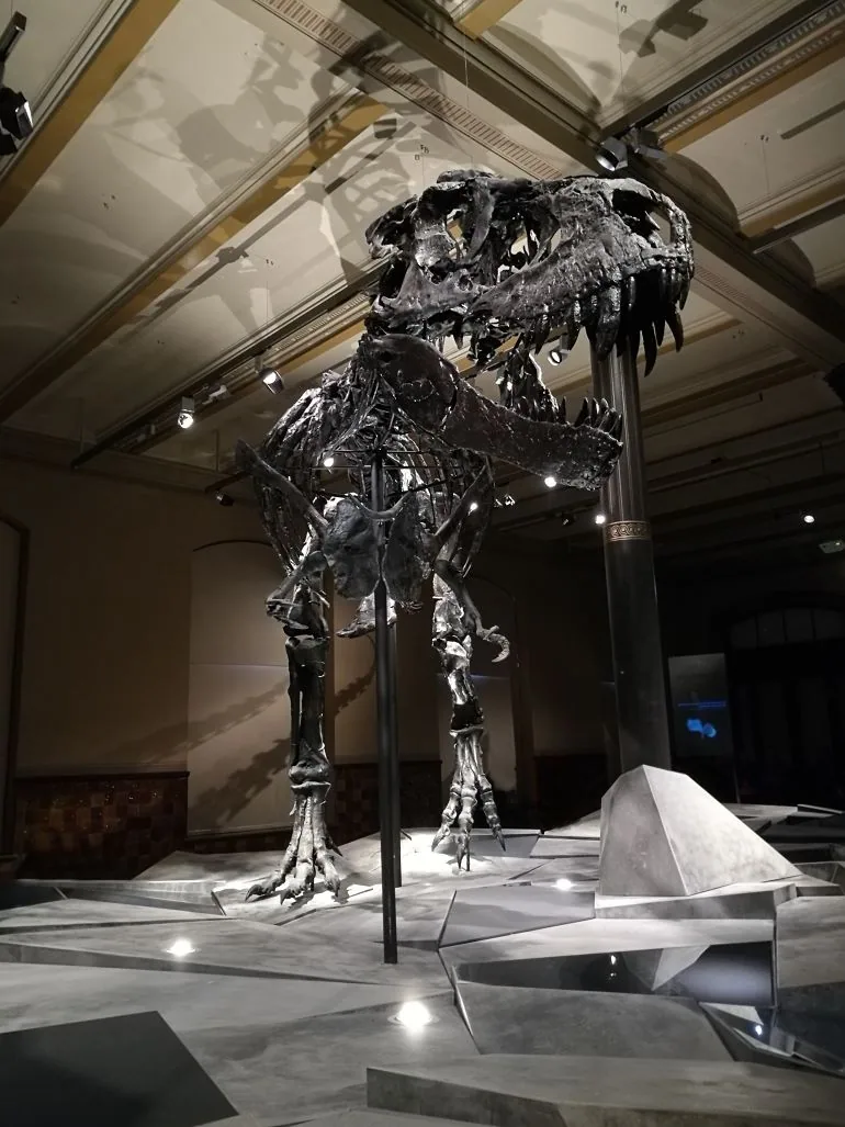 Tristan - Tyrannosaurus rex - Naturkundemuseum Berlin