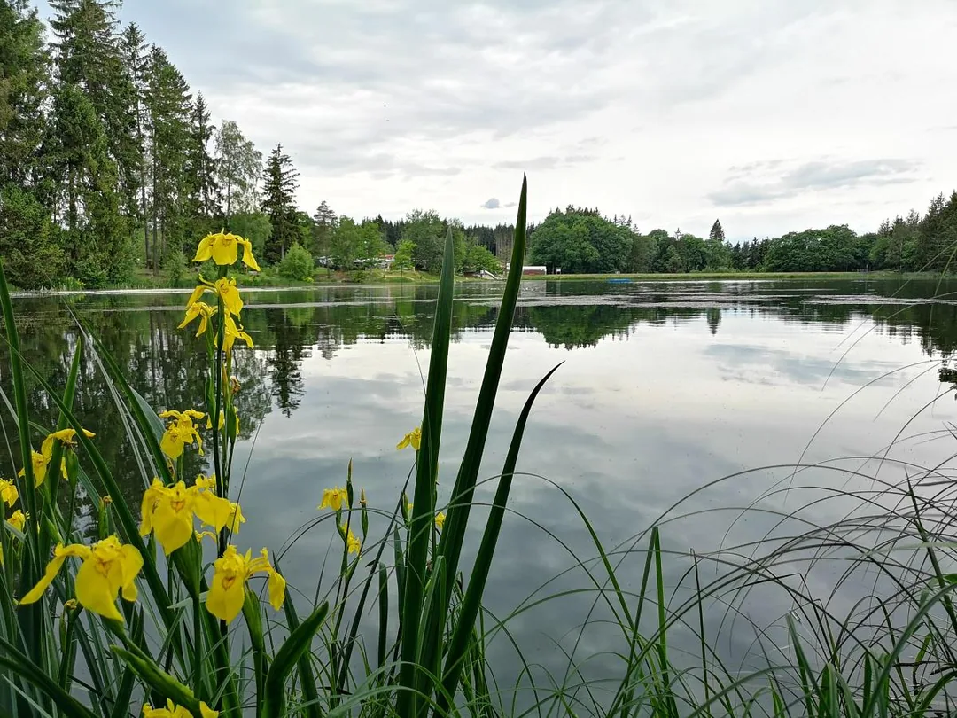 Neudorf (Harz) Birnbaumteich (Westseite)