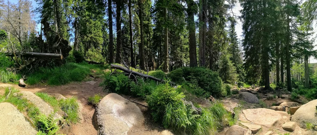 Panorama-Foto: Brockenweg - Harzer Hexenstieg