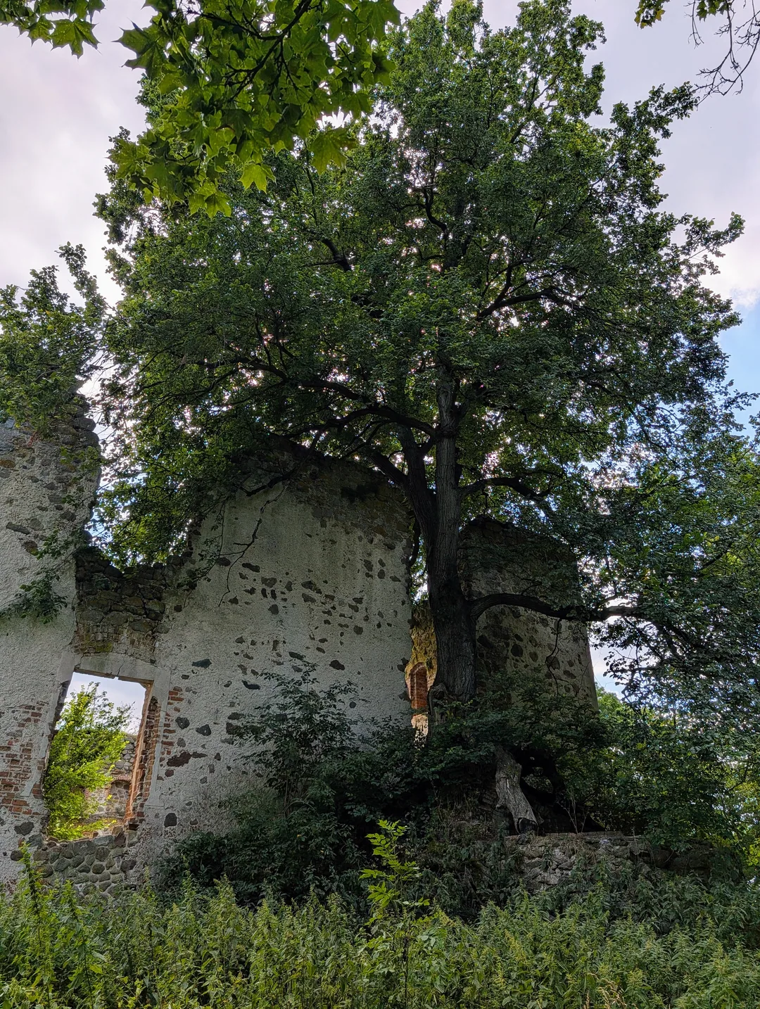 Ein alter Baum wächst direkt an der Feldsteinmauer der Ruine, darunter ein vergitterter Durchgang