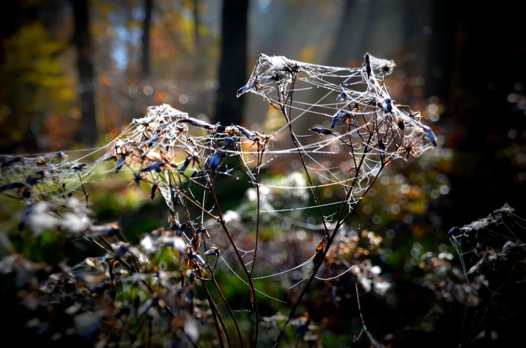 Spinnenweben im Herbstwald