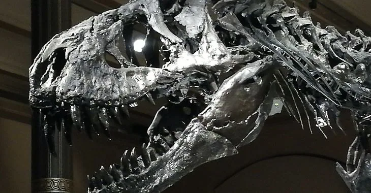 Licht- und Schattenspiele im Naturkundemuseum Berlin