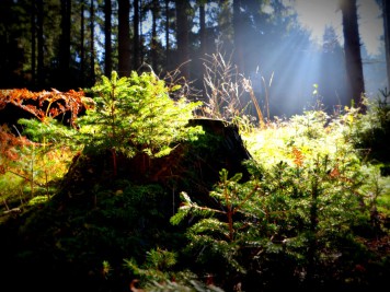 Am Waldboden