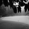 Dünne Eisschicht auf dem Buschteich in der Fasanerie