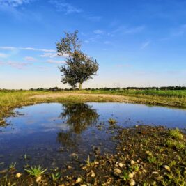 Feldweg nach Gollma, Baum spiegelt sich in Pfütze