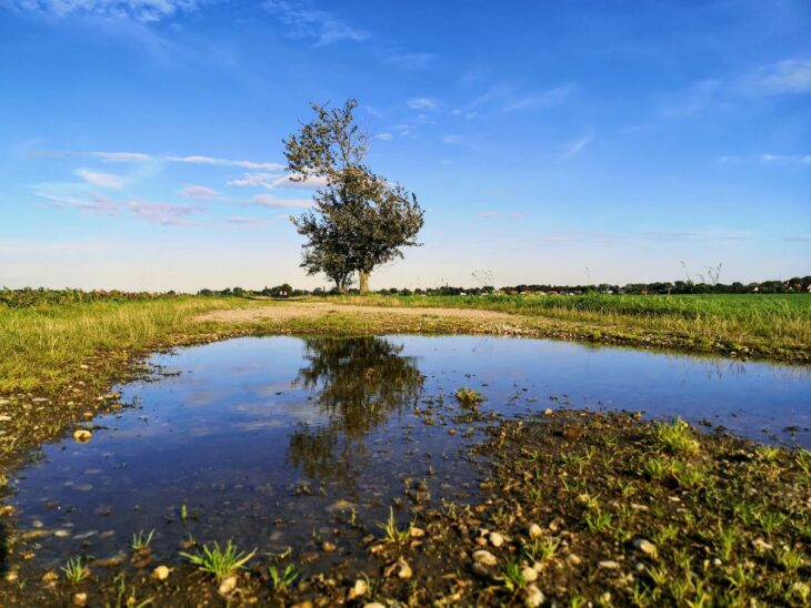 Feldweg nach Gollma, Baum spiegelt sich in Pfütze