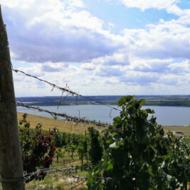 Blick vom und über den Weinberg am Geiseltalsee