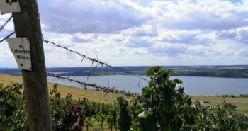 Blick vom und über den Weinberg am Geiseltalsee