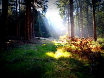 Sonnenschein an einem Herbsttag im Wald