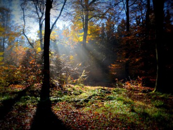 Herbstwald bei Friedrichsbrunn an der Südwestflanke der Viktorshöhe