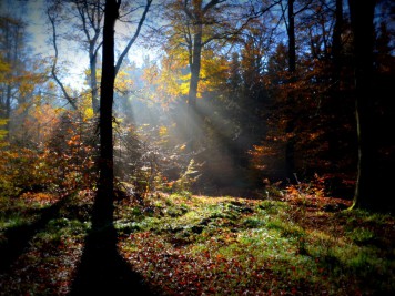 Herbstwald bei Friedrichsbrunn an der Südwestflanke der Viktorshöhe