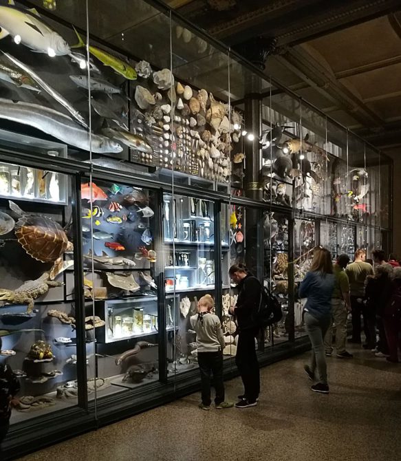 Biodiversitätswand, Evolution in Aktion im Museum für Naturkunde Berlin