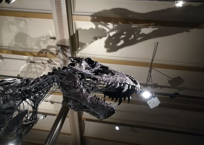 Kopf vom T-Rex Tristan, Naturkundemuseum Berlin