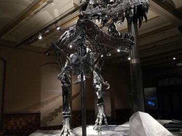 Tristan - Tyrannosaurus rex - Naturkundemuseum Berlin