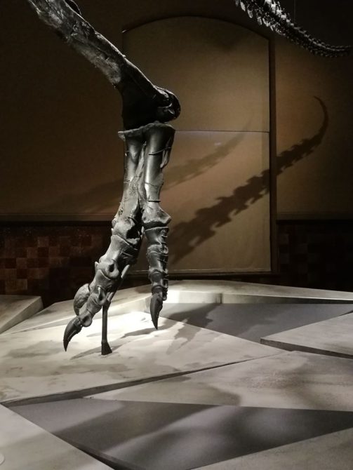 Fuß und Schwanz vom T-Rex Tristan, Naturkundemuseum Berlin