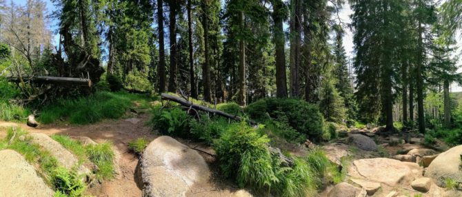 Panorama-Foto: Brockenweg - Harzer Hexenstieg