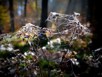 Spinnenweben im Herbstwald