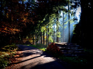 Waldweg bei Friedrichsbrunn