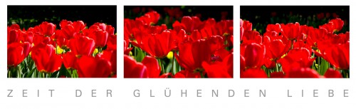 rote Tulpen im Sonnenschein