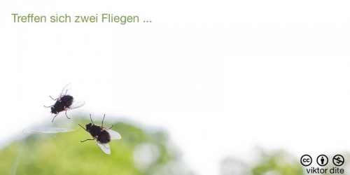 fotozhaba-treffen-sich-zwei-fliegen