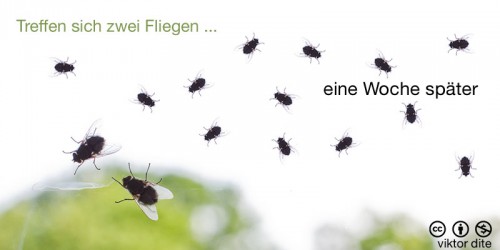 fotozhaba-treffen-sich-zwei-fliegen-eine-woche-spaeter